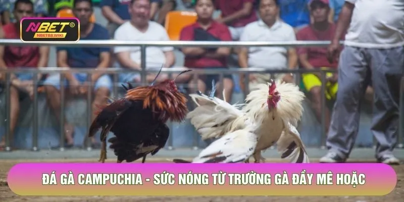 Đá Gà Campuchia - Sức Nóng Từ Trường Gà Đầy Mê Hoặc Tại Nbet