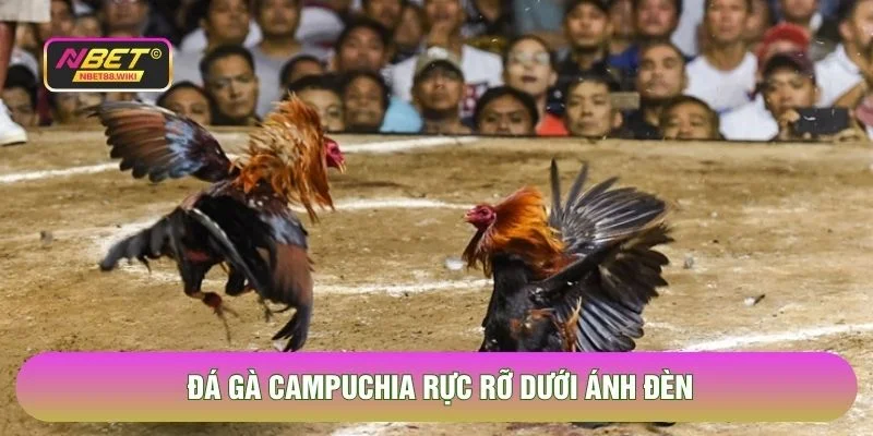 Đá gà Campuchia rực rỡ dưới ánh đèn