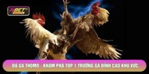 Đá Gà Thomo - Khám Phá Top 1 Trường Gà Đỉnh Cao Khu Vực