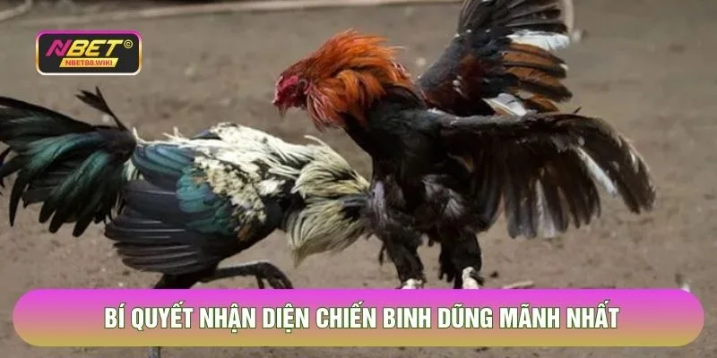 Bí quyết nhận diện chiến binh dũng mãnh nhất