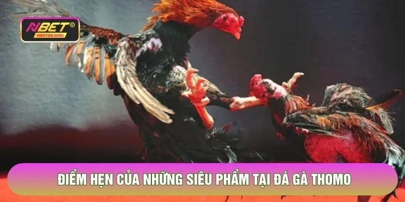 Điểm hẹn của những siêu phẩm tại đá gà Thomo