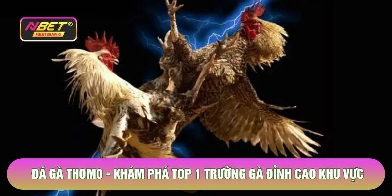 Đá Gà Thomo - Khám Phá Top 1 Trường Gà Đỉnh Cao Khu Vực