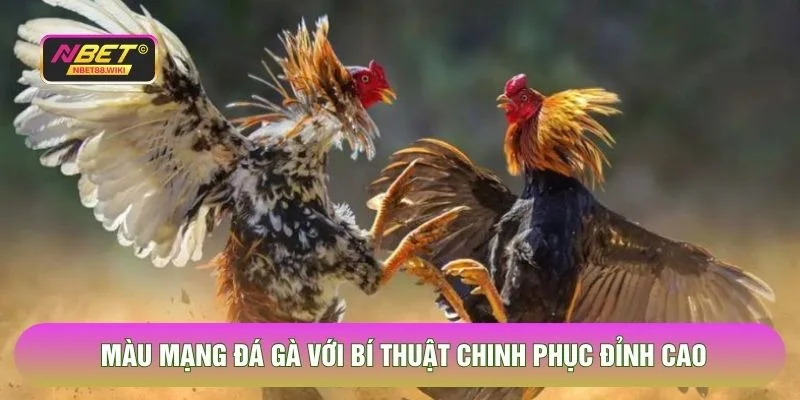 Màu mạng đá gà với bí thuật chinh phục đỉnh cao