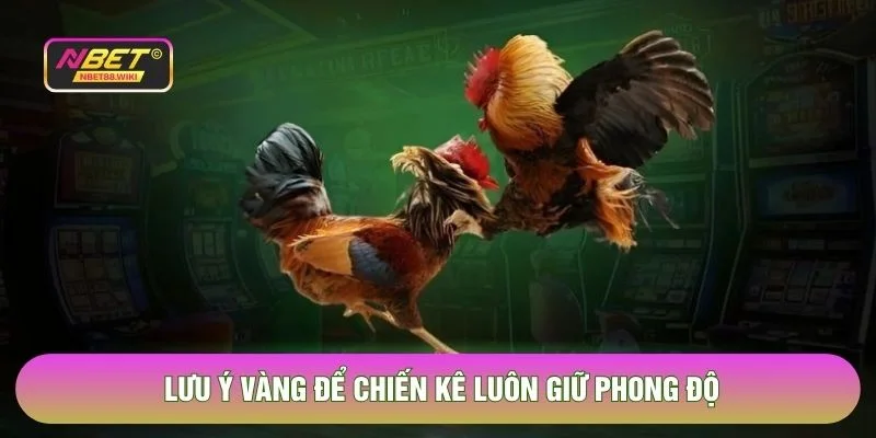 Lưu ý vàng để chiến kê luôn giữ phong độ
